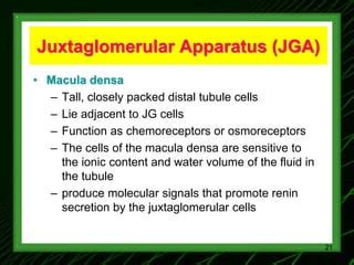 kidney.pptx