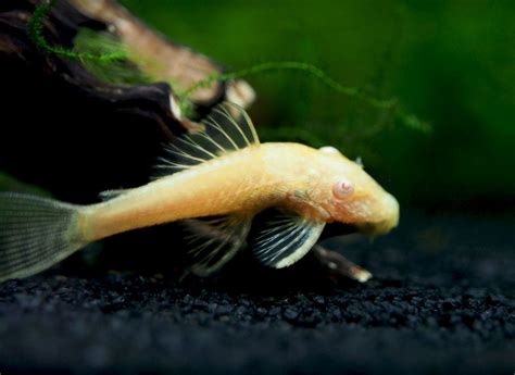 Albino Bristlenose Pleco (Ancistrus dolichopterus) - Aquatic Arts