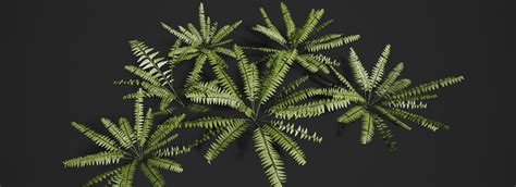 Rainforest Ferns - FlippedNormals