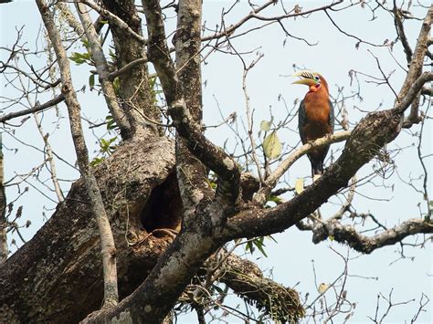 Hornbill conservation in new sites