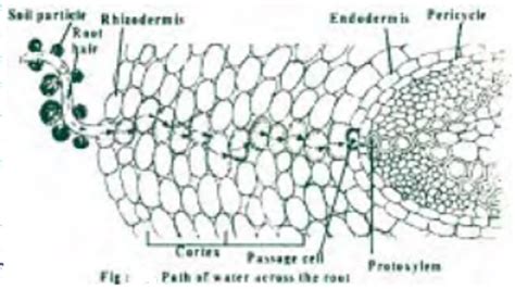 Cells : Absorption and Movement - Imbibition, Diffusion