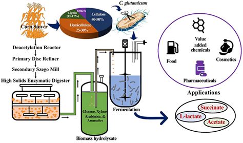 Frontiers | Corynebacterium glutamicum as an Efficient Omnivorous ...