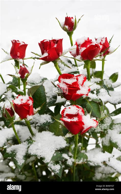 Red roses in the snow in winter, Belgium Stock Photo - Alamy