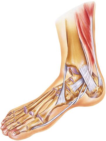 Foot Ankle Tendons Ligaments Joints And Bones Stock Illustration - Download Image Now - iStock