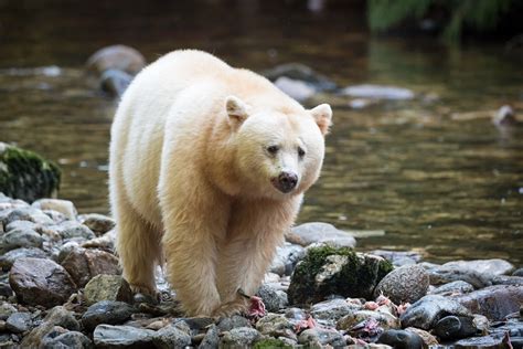 Best Time to See Spirit Bears in British Columbia 2021 - Rove.me | Kermode bear, Spirit bear ...