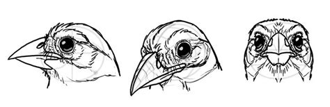 How to Draw a Bird Head Birds are extremely diverse, but their head has ...