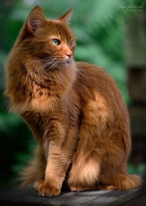 Brown Cat Breeds Pictures - Pets Lovers