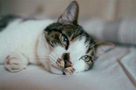 Close-Up Photo of Cat Lying Down · Free Stock Photo