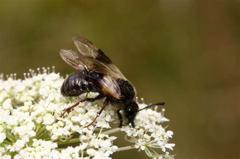 Cimbicidae