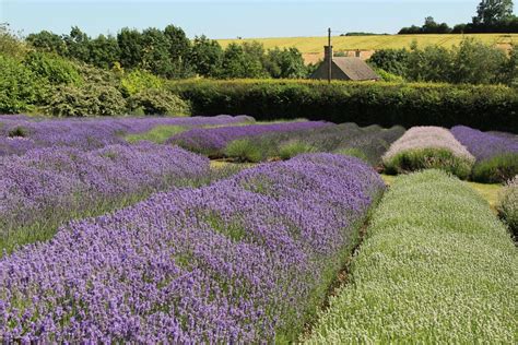 Lavender fields, Cotswold Lavender, Snowshill - Beautiful England Photos