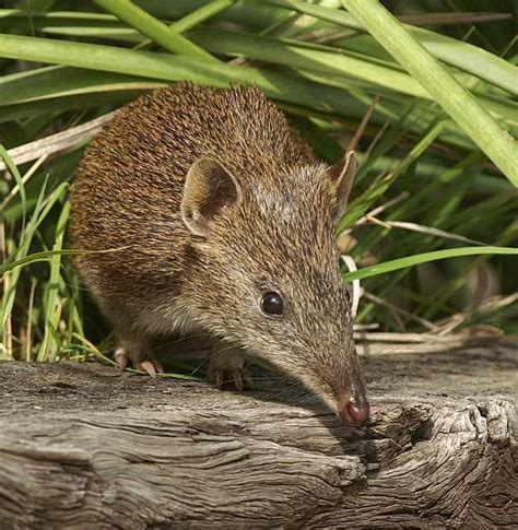 Southern brown bandicoot - Alchetron, the free social encyclopedia