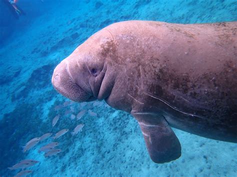 Swimming with manatees in Crystal River, Florida | Canadian Geographic