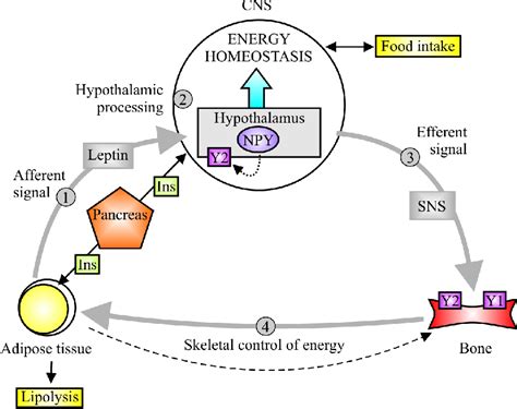 Figure 2.1 from NEUROPEPTIDE Y AT THE CELLULAR LEVEL | Semantic Scholar