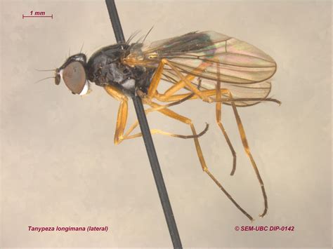 Tanypezidae