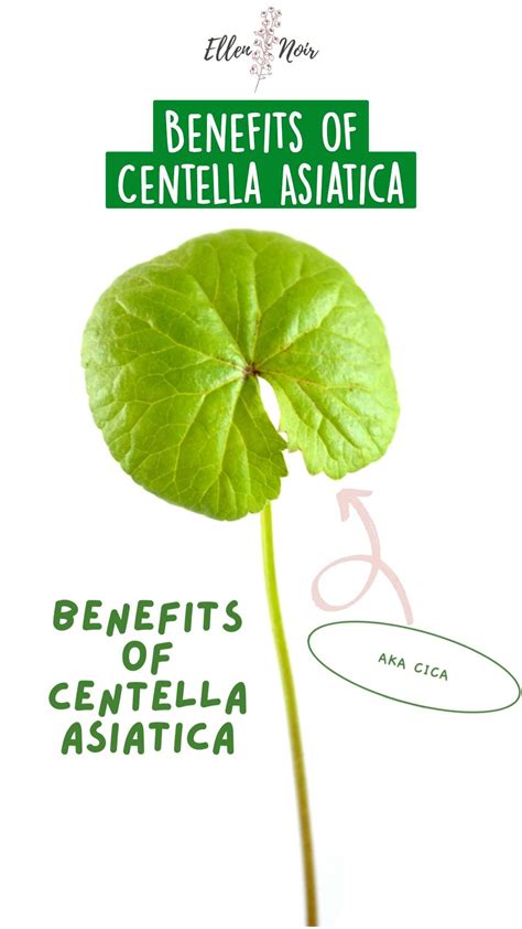 Benefits of centella asiatica – Artofit