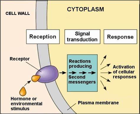 😊 Chemical composition of cytoplasm. The Composition and Organization of Cytoplasm in Prebiotic ...