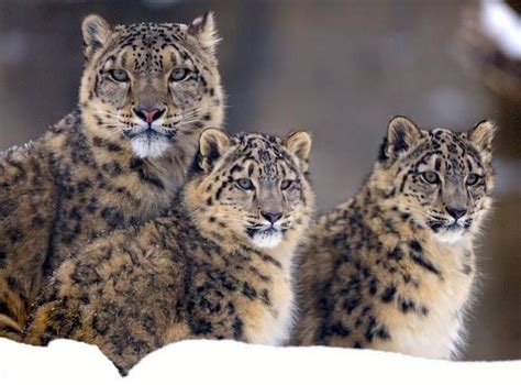 Snow Leopard Family | Big Cats | Pinterest