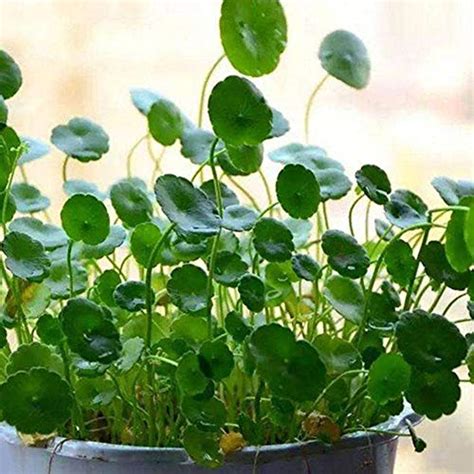 Oce180anYLV 50Pcs Dichondra Pistia Seeds Garden Pond Aquatic Plant Pool Aquarium Tank Decor ...