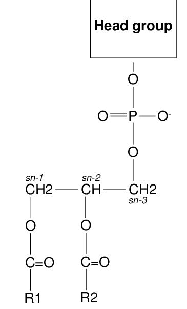 Chemical structure of a phospholipid with three adjacent carbons named... | Download Scientific ...