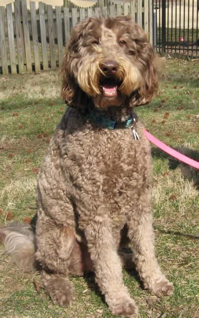 Weimardoodle (Weimaraner Poodle Mix) Info, Temperament, Training, Puppies, Pictures