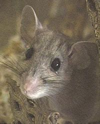 Desert Wild | Packrat Facts | When Your Neighbor Is A Rat