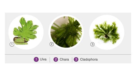 Describe the characteristics of division Thallophyta with examples.