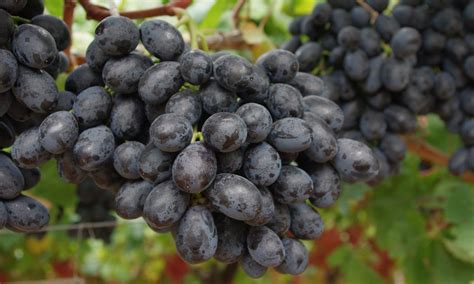 Health Benefits of Eating Black Grapes - Women Fitness