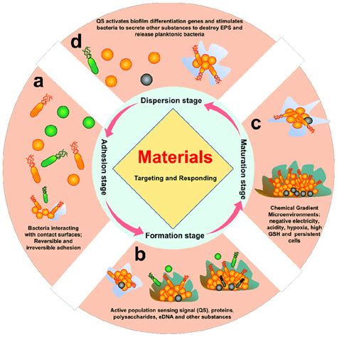 The biofilm life cycle. Different stages of bacterial biofilm... | Download Scientific Diagram