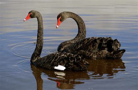 Black Swans Are NOT Black Swans. The term Black Swan was coined by… | by Lou Kerner | JustStable ...