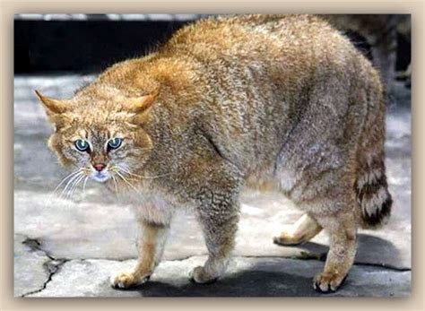 Chinese Mountain Cat (Felis bieti), also known as the Chinese Desert ...