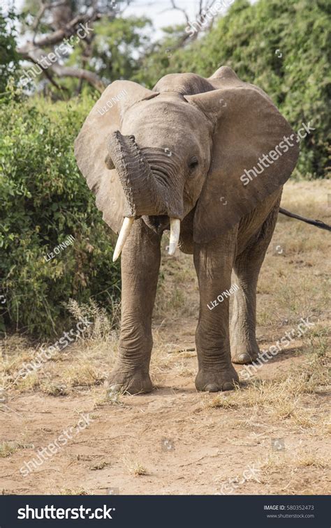 African Baby Elephant Trunk Stock Photo 580352473 | Shutterstock