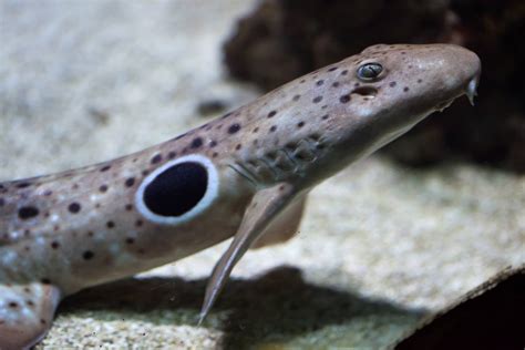 Australian Epaulette Shark EXPERT ONLY - Fish and Coral Store