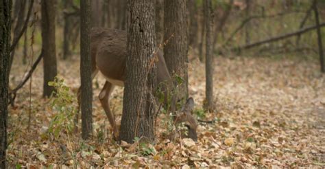 Deer Firearm Season Begins Saturday In Minnesota - Fox21Online