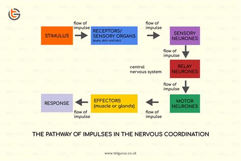 Receptor - www.learnquranbygrammar.com