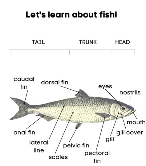 13 Body Parts of a Fish and Their Uses (Common Fish Anatomy) | TPR Teaching