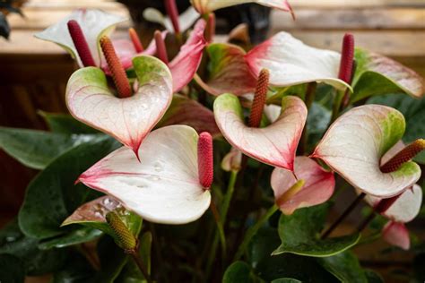 45+ Konsep Ada Dua Jenis Tanaman Hias Anthurium Yaitu Jenis Anthurium, Jenis Tanaman