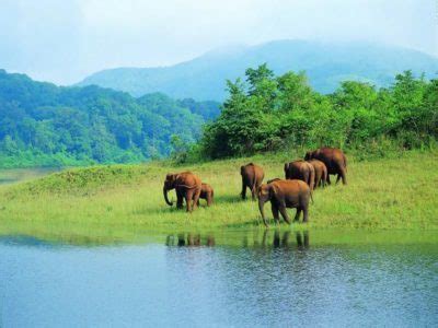 Periyar Wildlife Sanctuary | Safari Timings, Entry Fees and Flora & Fauna