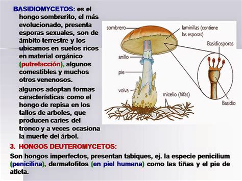 Biología didáctica: NSC 1º - Reino Fungi