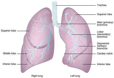 Lung Parenchyma Anatomy