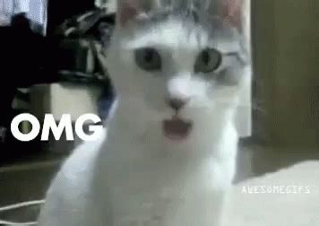 Omg Cat GIF - Cat Omg Ohmygod - Discover & Share GIFs | Cats, Cat gif, Cute cats