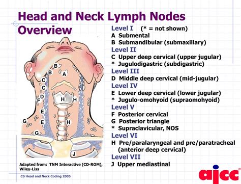 [DIAGRAM] Diagram Of Lymph Nodes Head - MYDIAGRAM.ONLINE