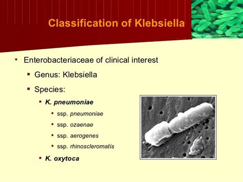 Klebsiella+proteus+uti