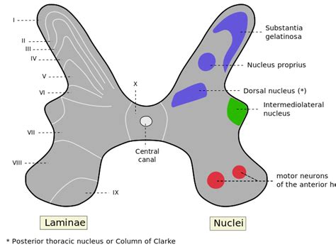 The Ventral Horn