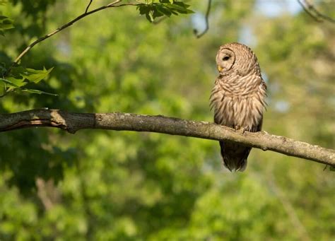 Owls In Indiana: 8 Hoosier State Species To Spot While Visiting