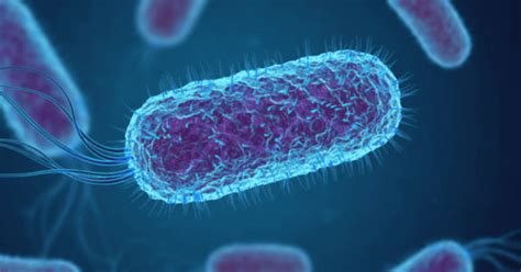 E.coli (Escherichia coli) - Symptoms, Causes Its Transmission & Treatment