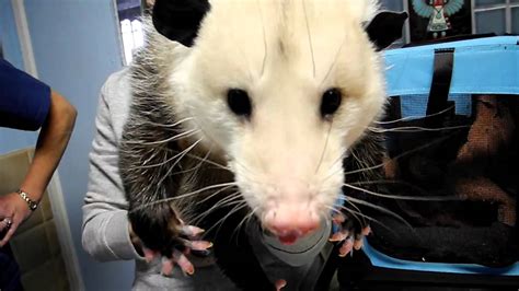 Pet Opossum Complaining - YouTube