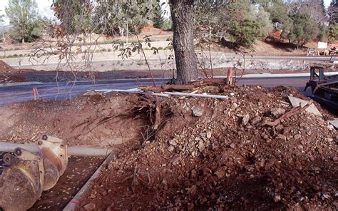 Tree Root Damage | Tree Care for Birds