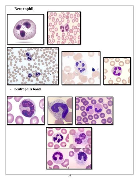 Urine analysis & Hematology Slides