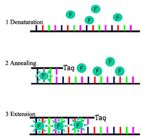 SYBR Green QPCR Principle