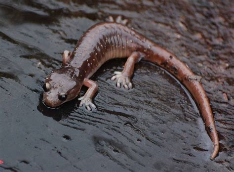 Plethodontidae - Merritt College Herpetology